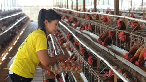 Begini Suasana Peternakan Ayam Saat Harga Telur Terus Naik