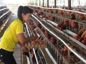 Begini Suasana Peternakan Ayam Saat Harga Telur Terus Naik