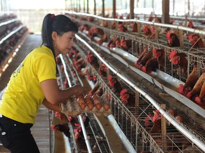 Begini Suasana Peternakan Ayam Saat Harga Telur Terus Naik