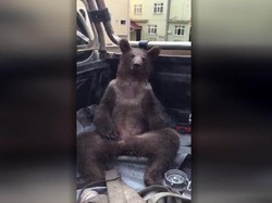 Seekor Beruang Diselamatkan Setelah Teler Madu Gila