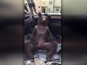 Seekor Beruang Diselamatkan Setelah Teler Madu Gila Seekor Beruang Diselamatkan Setelah Teler Madu Gila