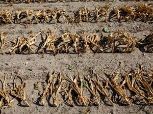 Waduh! Gegara Gelombang Panas, Produksi Pangan RI Bisa Susut 30%