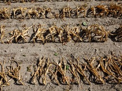 Waduh! Gegara Gelombang Panas, Produksi Pangan RI Bisa Susut 30%