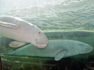 Hewan Inspirasi Putri Duyung Dinyatakan Punah di China Hewan Inspirasi Putri Duyung Dinyatakan Punah di China