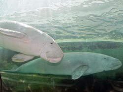 Hewan Inspirasi Putri Duyung Dinyatakan Punah di China