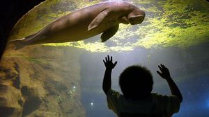 Dugong, Putri Duyung di Dunia Nyata