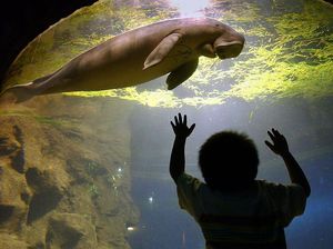 Dugong, Putri Duyung di Dunia Nyata