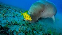 Dugong, Hewan Baik Hati yang Kian Malang Nasibnya