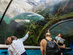 Dugong Jadi Mamalia Besar Pertama yang Punah di China