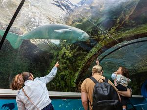 Dugong Jadi Mamalia Besar Pertama yang Punah di China Dugong Jadi Mamalia Besar Pertama yang Punah di China