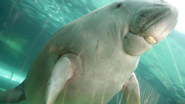 Dugong