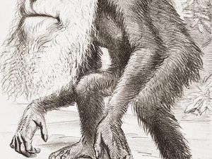 Eksperimen Kontroversial Uni Soviet Ciptakan Manusia Kera