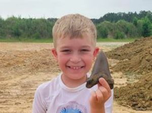 Bocah 8 Tahun Temukan Gigi Hiu Purba Megalodon