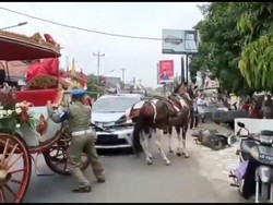 Kuda Penarik Kereta Bupati Pekalongan Tabrak Mobil Saat Kirab 4 Abad