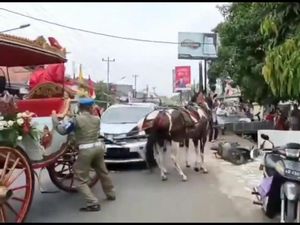 Kuda Penarik Kereta Bupati Pekalongan Tabrak Mobil Saat Kirab 4 Abad Kuda Penarik Kereta Bupati Pekalongan Tabrak Mobil Saat Kirab 4 Abad