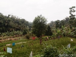 Kesaksian Warga Sukabumi Lihat Kawanan Monyet Turun ke Perkampungan