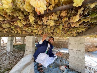 Melihat Produksi Kismis di Yaman yang Tergencet Perang dan Impor China