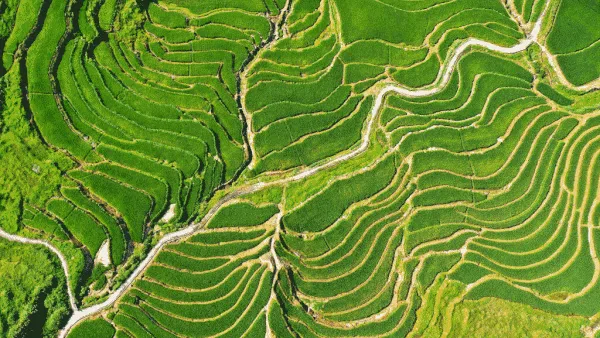 Mengagumi Indahnya Lahan Padi dari Kacamata Drone