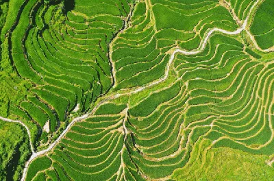Mengagumi Indahnya Lahan Padi dari Kacamata Drone