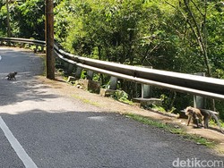 Monyet Liar Turun ke Jalan di Palabuhanratu, Warga: Sudah Biasa