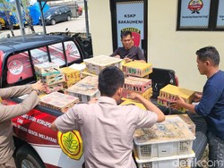 Ratusan Burung Tanpa Dokumen Disita di Pelabuhan Bakauheni