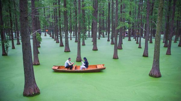 Fotojenik, Naik Sampan di Danau yang Menyatu dengan Hutan di China