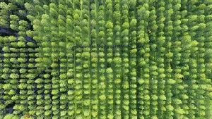 Serunya Bersampan Ria di Danau Hijau China
