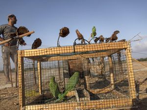 Pasar Burung Parkit di Palestina Terus Ramai, Begini Cara Berburunya