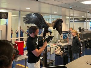 Elang Botak Simbol Negara AS Naik Pesawat, Petugas Takjub Dibuatnya