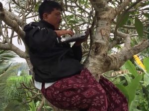Inspiratif, Guru Ini Sampai Panjat Pohon Demi Dapat Sinyal Belajar! Inspiratif, Guru Ini Sampai Panjat Pohon Demi Dapat Sinyal Belajar!