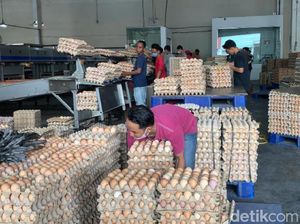 Peternak Ungkap Penyebab Harga Telur Ayam di Sumut Naik