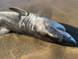 Saat Hiu Putih Raksasa Jadi Korban Orca, Si Pembunuh Berantai