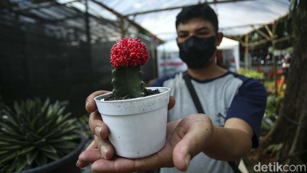 Perhatian! Pecinta Flora dan Fauna Merapat ke Lapangan Banteng