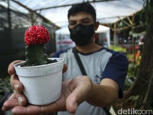 Perhatian! Pecinta Flora dan Fauna Merapat ke Lapangan Banteng