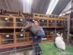 Melihat Gagahnya German Giant, Kelinci Raksasa yang Ada di Lembang