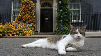 Kenalin Nih, Kucing Pemburu Tikus di Kantor PM Inggris