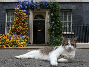 6 Fakta Larry The Cat, Kucing yang Punya Jabatan di Kantor PM Inggris 6 Fakta Larry The Cat, Kucing yang Punya Jabatan di Kantor PM Inggris