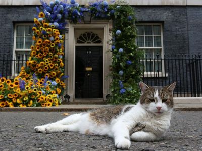 Kenalin Nih, Kucing Pemburu Tikus di Kantor PM Inggris