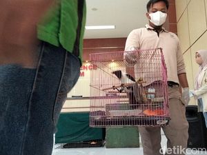 Polda Jatim-BKSDA Bongkar Jual Beli Satwa Dilindungi, 304 Hewan Disita Polda Jatim-BKSDA Bongkar Jual Beli Satwa Dilindungi, 304 Hewan Disita