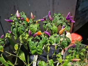 Unik Banget, Ada Cabai Warnanya Ungu Terong