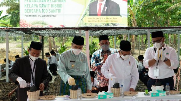 Momen Wapres Maruf Amin Tanam Kelapa Sawit Bareng Santri di Riau