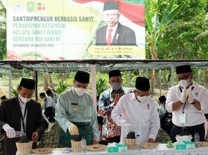 Momen Wapres Maruf Amin Tanam Kelapa Sawit Bareng Santri di Riau
