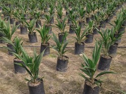 18 November 2025 Peringati Hari Sawit Nasional, Begini Sejarahnya