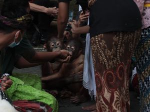 Ular hingga Orang Utan Didoakan-Diperciki Tirtha di Bali Safari Park Ular hingga Orang Utan Didoakan-Diperciki Tirtha di Bali Safari Park