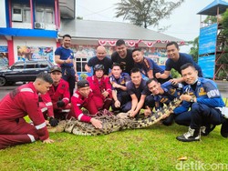 Buaya 1,5 Meter Masuk Keramba Nelayan di Bengkulu