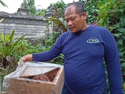 Menengok Budidaya Lebah Trigona di Jatiluwih Bee Honey Farm