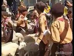 Kala Barisan Kambing Tak Mau Kalah Ikut Lomba Gerak Jalan Agustusan
