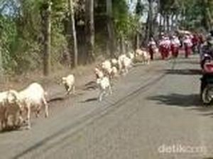 Kocak! Saat Puluhan Kambing Ikut Lomba Gerak Jalan di Lumajang