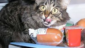 Lucunya! Aksi Gemas Para Kucing Saat Ketahuan Diam-diam Curi Makanan