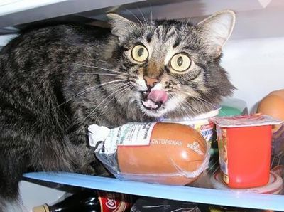 Lucunya! Aksi Gemas Para Kucing Saat Ketahuan Diam-diam Curi Makanan